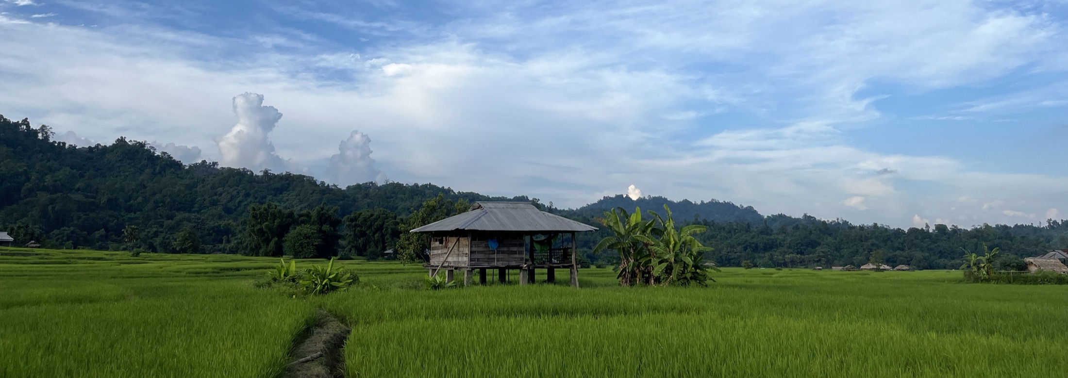 Paddy fields and a traditional stilt house in a Mising village